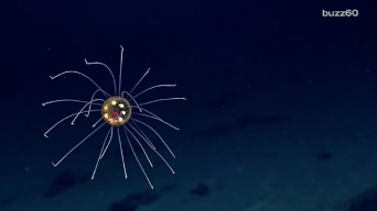 まるでUFO！　深海3700メートルに潜む発光クラゲ