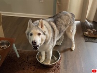 またお前か！ゴネるハスキー犬、ゼウスが、水を催促する時の態度