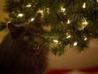 またしてもあの季節がやってくる！クリスマスツリーを狙う破壊神、その名は猫なり
