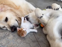 子猫にとことんやさしいゴールデンレトリバー犬の包容力（セロトニン補給動画）