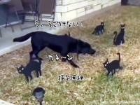黒猫に魔法陣を組まれた犬、完全に動けなくなる