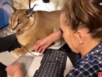 ワイルドだけど猫は猫。カラカルもママンのそばで甘えたいんじゃ～