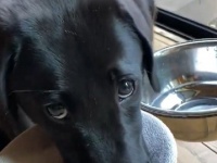 世紀の〝かしこ犬〟に11万人大感心　「こんな上品なワンちゃん初めて見た」