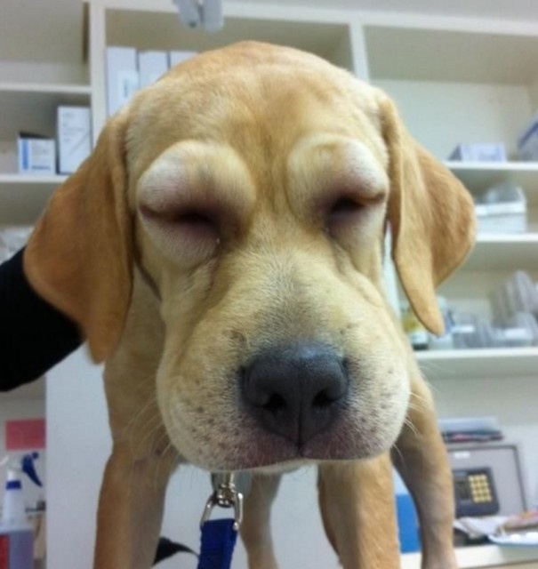 スクリーンショット 2016-04-24 19.59.28