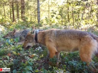 果物もいけるくちです。オオカミたちがブルーベリーを食べる珍しい映像