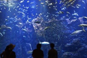 男鹿水族館GAO