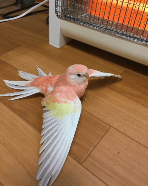 小さくて愛らしい姿が魅力的！　初心者におすすめのインコとは？#7