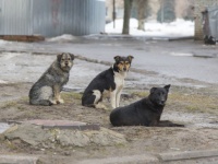 茂みに捨てられていた人間の赤ちゃんを助けが来るまで守り抜いた4匹の野良犬（インド）