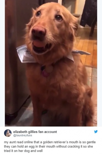 ネットで大人気！卵を割らずにくわえ続けるゴールデンリトリバー【映像】