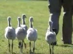 フラミンゴの赤ちゃんたちの飼育風景が微笑ましい。