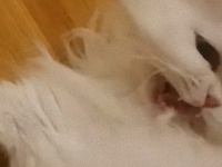 ごみ箱から保護された白い猫は耳が聞こえなかった。大きな鳴き声で自分の存在を伝えるよ