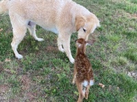 湖で溺れそうになっていた子鹿を救った犬の元へ、母鹿と子鹿が会いに来た！