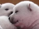 白くてモフモフ！　生後二週間の紀州犬の赤ちゃんが天使のような可愛さ。