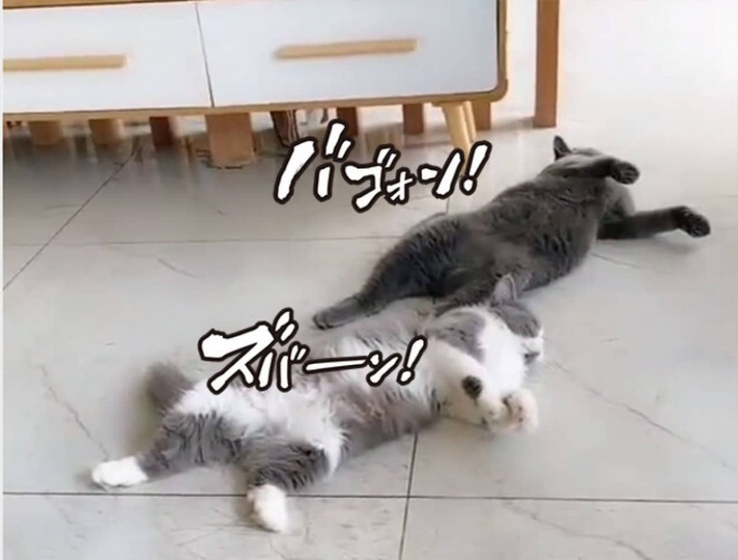 猫が！猫が！犬が！指鉄砲で次々と倒れていく死亡遊戯の連鎖