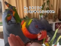 「今日もいさせてもらいますわ」野生のインコの大群が毎日家を訪れるように