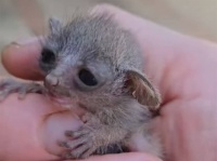 ヨーダの赤ちゃんみたいな小さな動物を歩道で保護し、ユニークな方法で母親を呼び寄せた女性