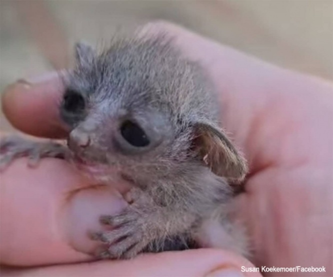 ヨーダの赤ちゃんみたいな小さな動物を歩道で保護し、ユニークな方法で母親を呼び寄せた女性