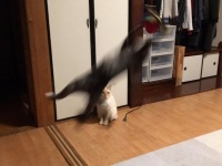 はなむぐり (hanamuguri3752)さんのツイートより