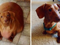 超・肥満犬！マイナス20kgのダイエットに成功!?