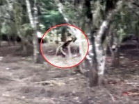 それどこの鎌倉JAPAN？日本の森で目撃されたというツッコミどころ満載のエイリアン映像