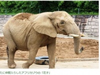 ゾウの花子。画像は「セルコホーム　ズーパラダイス八木山（八木山動物公園）」