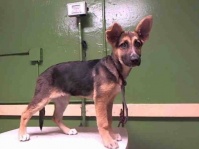 世話が面倒という理由で飼い主に捨てられた生後3か月の子犬、安楽死寸前のところを救われる（アメリカ）