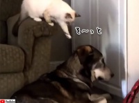 犬に悟られずに犬の頭を撫でたかった猫のがんばり