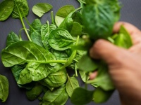 ほうれん草を食べた人に幻覚などの健康被害。汚染物質混入の恐れ