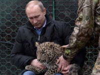 猛獣使いプーチン、ペルシャヒョウの子どもをてなずける。その後記者、襲われる。