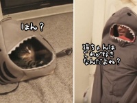 愛猫の為にお父さんはがんばった。だが凄く嫌われた・・・