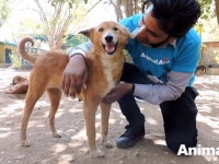 Animal Aid～あごが砕けていた犬、献身的な手当てを受けて再び笑顔を取り戻した