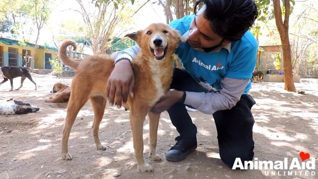 Animal Aid～あごが砕けていた犬、献身的な手当てを受けて再び笑顔を取り戻した