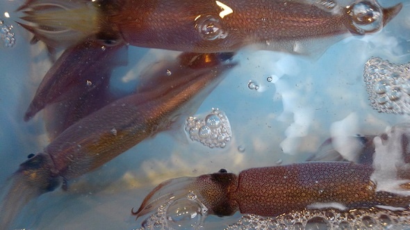 小田原魚國（＠odawarauokun）のツイートより