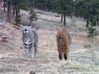 これがボブキャットの愛の歌だ！そして2匹は恋に落ちる（音声注意）