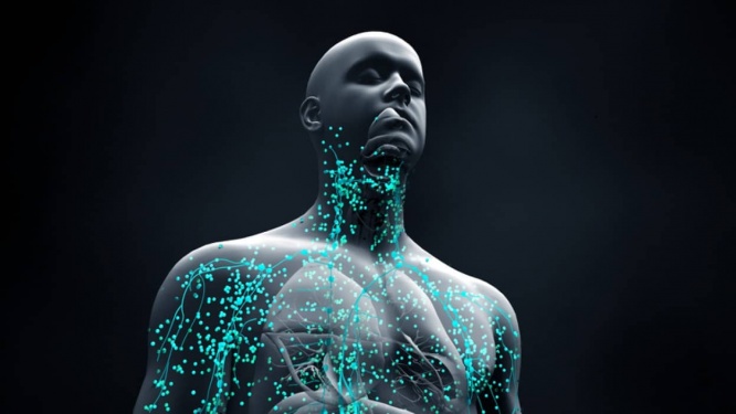 人間の細胞は7年ごとにすべて入れ替わるという話は本当なのか？