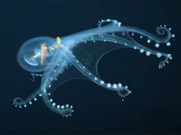 中身もくっきり！全身透明なタコの神秘の映像が公開される