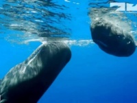 マッコウクジラの赤ちゃんに扮したスパイカメラ。母クジラが早速興味を持ち、フレンドリーに接して我が子を紹介
