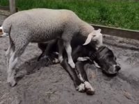 犬が好きすぎる羊、横たわる犬をペロペロ、おっと馬もやってきた！