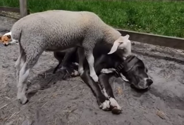 犬が好きすぎる羊、横たわる犬をペロペロ、おっと馬もやってきた！