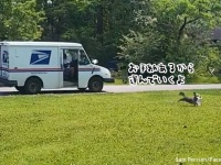 郵便配達員のお手伝いをしたい犬、渡された配達物を家に運ぶことが大好きな日課に