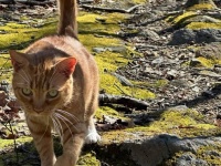 ハイキングのガイド役を務める民泊施設の飼い猫が宿泊客に大好評、ついたあだ名はコンシェルジュ