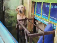 洪水で水浸りの状態でじっと耐えていた犬が海兵隊員に救助され、メンバーとして迎え入れられる（メキシコ）