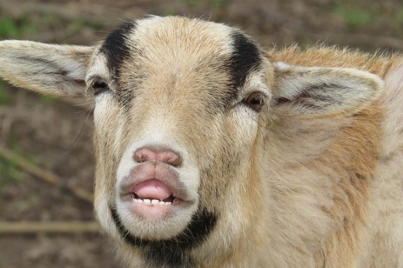 goat-3315330_640_e
