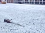 雪に大興奮！　犬が“スライディング”する姿が可愛すぎる！