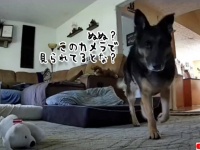ぬ？見られてるとな？ジャーマンシェパード犬がとった驚きの行動はこの後すぐ！