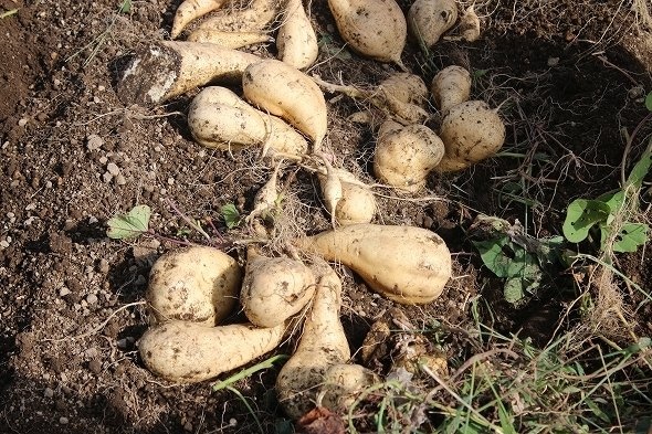 これが、掘りたての黄金千貫