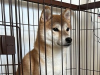 遠い目をしている...　柴犬さん、まさかの相手に「犬見知り」を発動してしまう