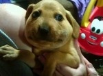 【悲劇】ハチに刺されて顔がパンパンに腫れちゃった犬たち