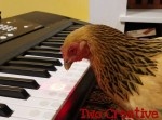 音楽の才能は鳥にも宿る？　なんとキーボードを演奏するニワトリが登場