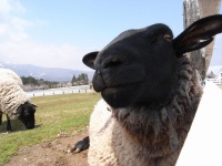 サフォーク種（KIUKOさん撮影、Flickrより）